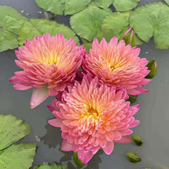Three pink water lilies floating on water with green lily pads.