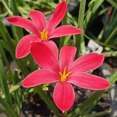 Two pink flowers with yellow centers in a garden setting, with a green banner displaying 'Z.Messages of Love'.
