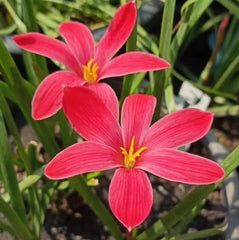 Two pink flowers with yellow centers in a garden setting, with a green banner displaying 'Z.Messages of Love'.