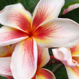 Close-up of pink and white frangipani flowers with green leaves.