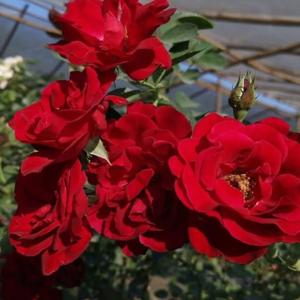 100 Rose Flower Seeds Varieties Name Red Fountain