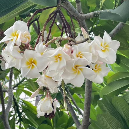 White flowers with yellow centers on a branch with green leaves, labeled 'Snow moon'.