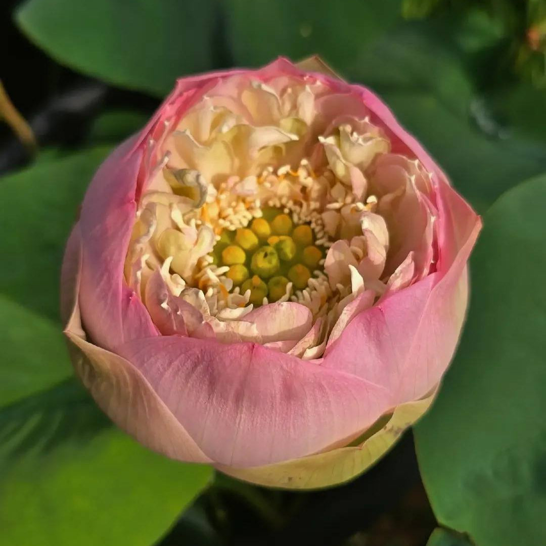 Pink lotus flower with green leaves in a pond