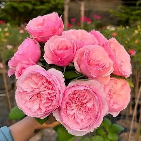 Bouquet of pink roses held by a person with a blurred garden background