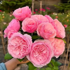 Bouquet of pink roses held by a person with a blurred garden background