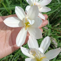 35 White Jadeite Rain Lily Zephyranthes Flower Seeds