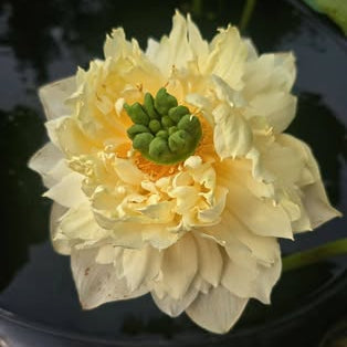 Close-up of a yellow lotus flower with green leaves in the background