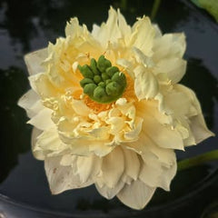Close-up of a yellow lotus flower with green leaves in the background