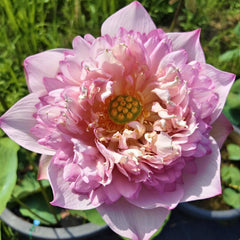 Pink lotus flower with green grass in the background