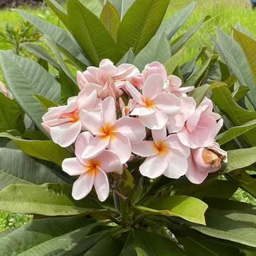 Pink flowers with green leaves on a blurred natural background