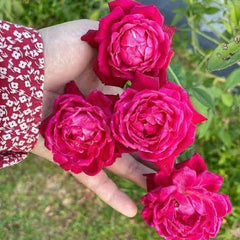 100 Rose Flower Seeds Varieties Name Louis Philippe