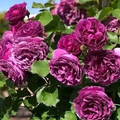 100 Rose Flower Seeds Varieties Name Minerva