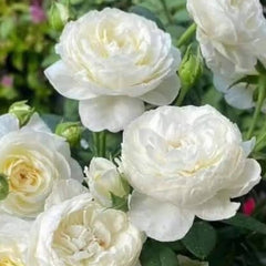 100 Rose Flower Seeds Varieties Name Meaw Meaw Rose