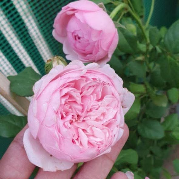 100 Rose Flower Seeds Varieties Name St. Ethelburga Rose