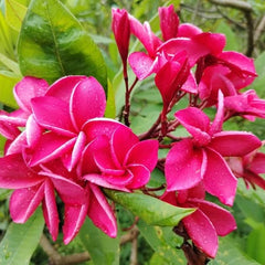 Close-up of vibrant pink flowers with green leaves in the background