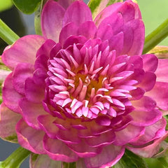 Close-up of a pink water lily flower with green leaves in the background