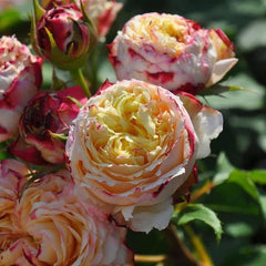 100 Rose Flower Seeds Varieties Name Fruit Rose