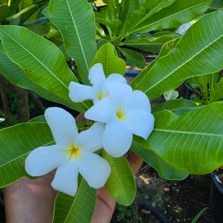 White flowers held between green leaves