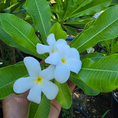 White flowers held between green leaves