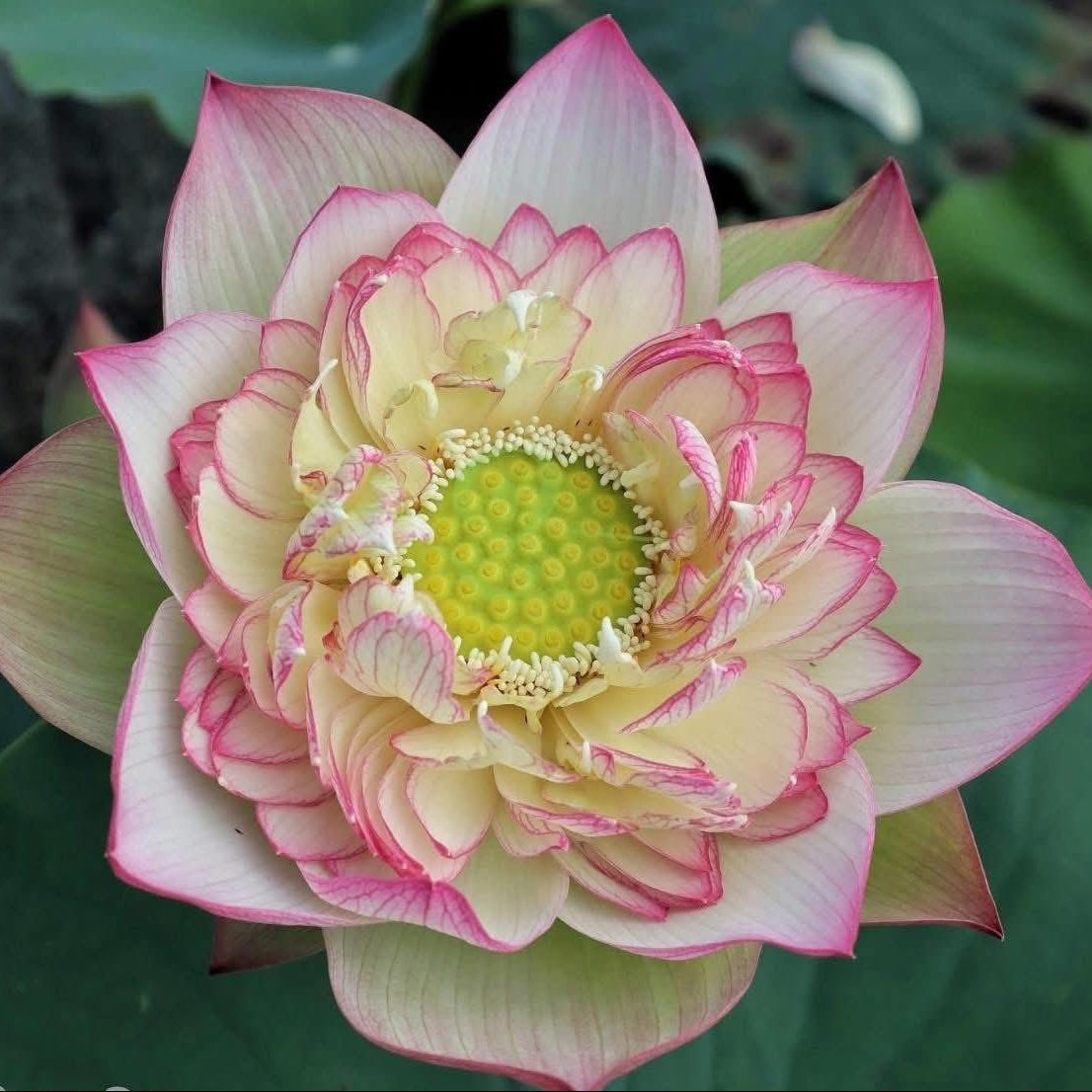Pink and white lotus flower with a green center on a blurred green background