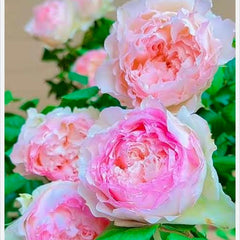 Close-up of pink flowers with green leaves on a blurred background