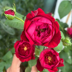 Red roses held by a hand with green leaves in the background