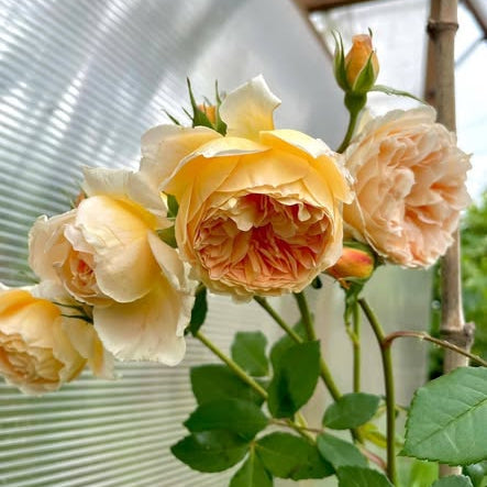 Bouquet of peach-colored roses with green leaves in a greenhouse setting.