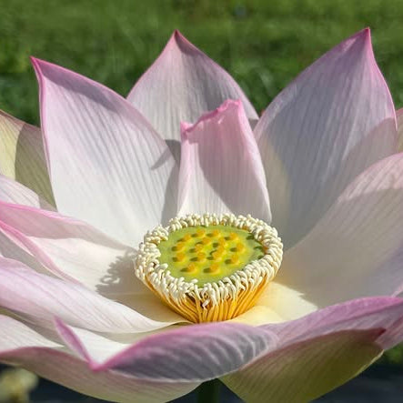 Close-up of a pink lotus flower with a green background