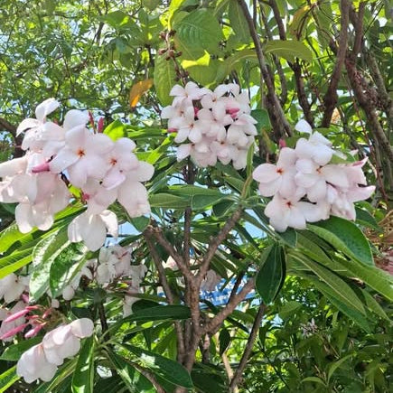 Floral arrangement with white and pink flowers in a natural setting