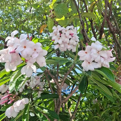 Floral arrangement with white and pink flowers in a natural setting