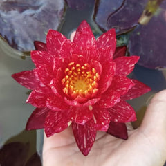 Red artificial flower held by a hand with a blurred background