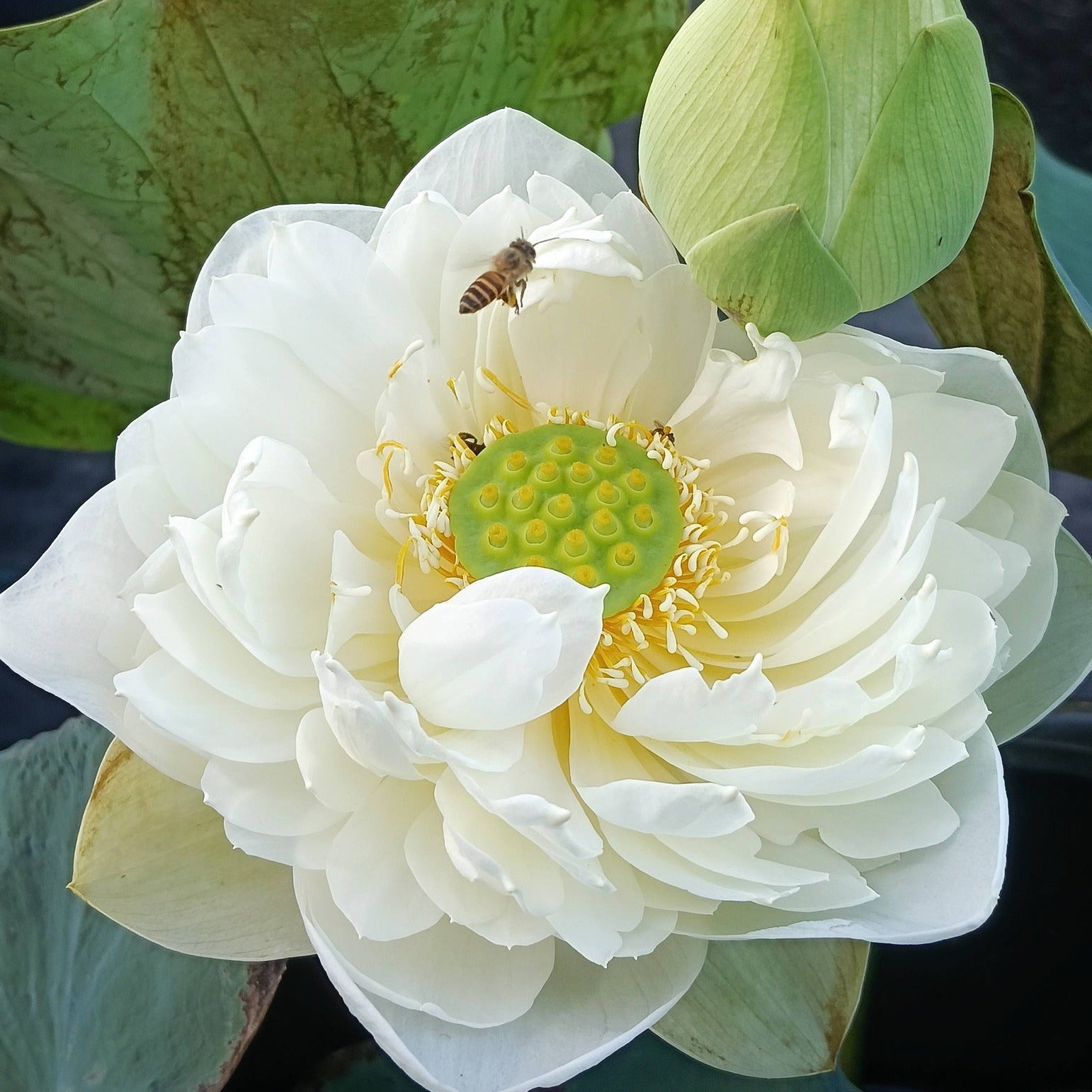 White lotus flower with a bee on it, surrounded by green leaves.