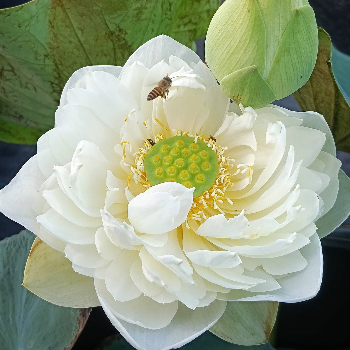 White lotus flower with a bee on it, surrounded by green leaves.
