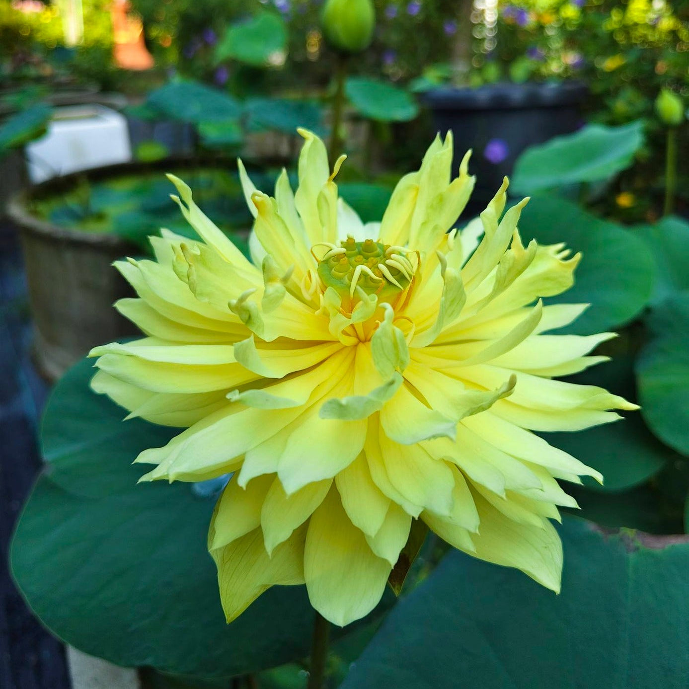 Yellow flower with green leaves in a natural setting, captured with a Vivo V70 camera.