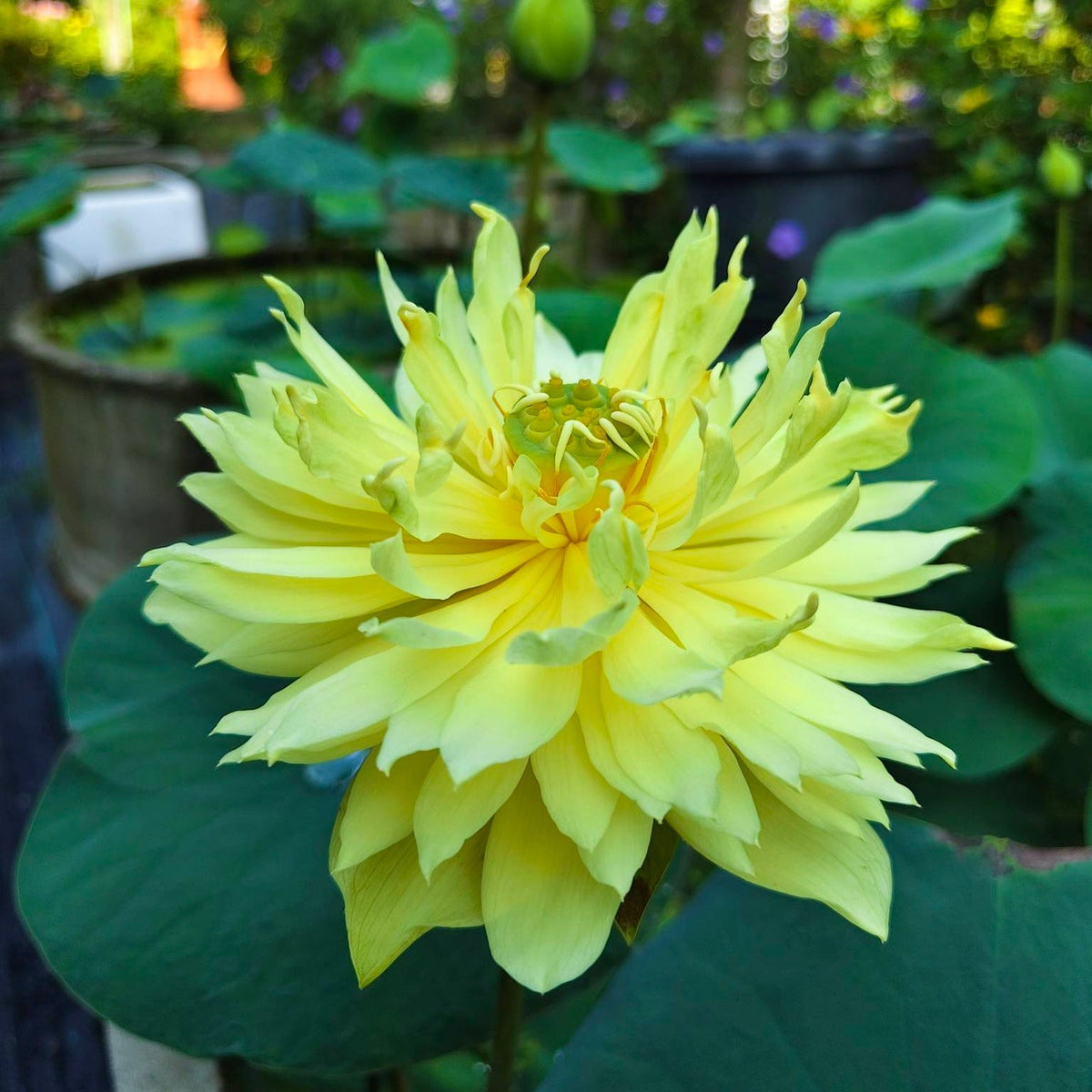 Yellow flower with green leaves in a natural setting, captured with a Vivo V70 camera.