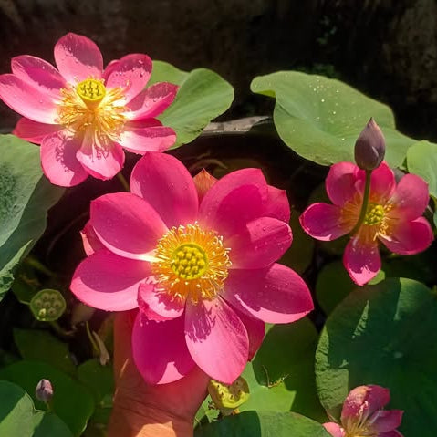 Pink lotus flowers with green leaves on a natural background