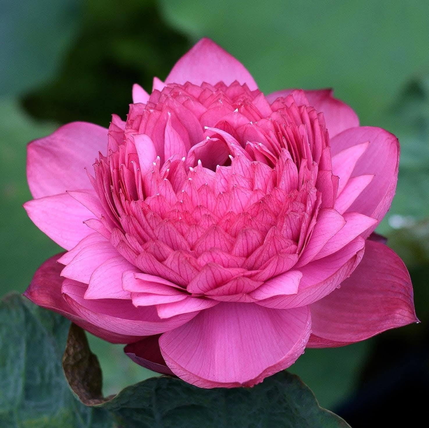 Pink lotus flower with green leaves in the background
