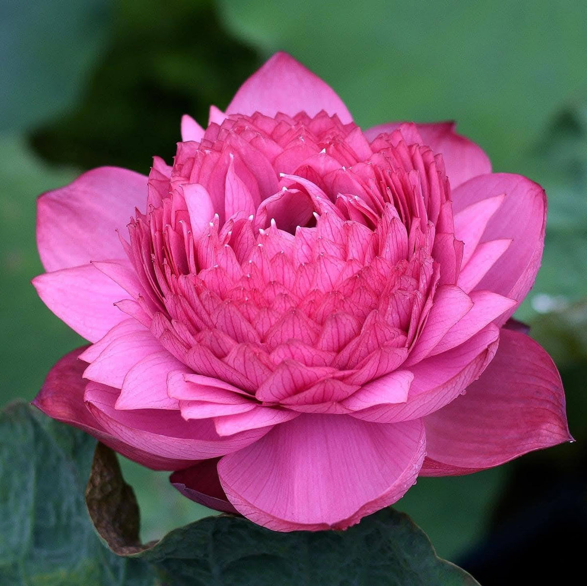 Pink lotus flower with green leaves in the background