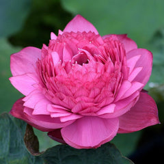 Pink lotus flower with green leaves in the background