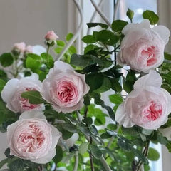 Pink roses with green leaves in a natural setting