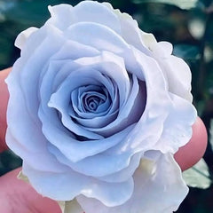 Close-up of a light blue rose held between fingers with a blurred green background