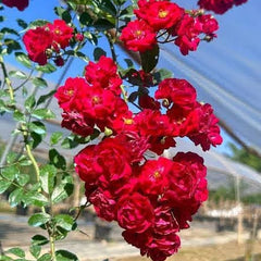100 Rose Flower Seeds Varieties Name Red Fairy