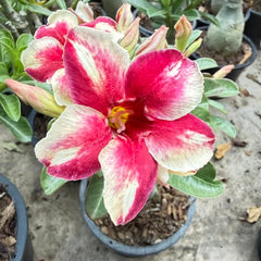 Pink and white flower in a pot on a concrete surface with green plants in the background