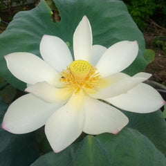 White lotus flower with green leaves in a natural setting