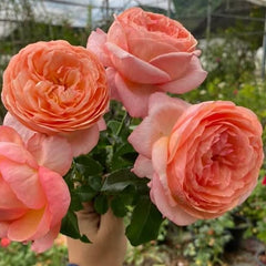 100 Rose Flower Seeds Varieties Name Robin