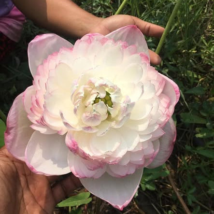 Person holding a large pink and white flower with greenery in the background
