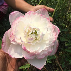 Person holding a large pink and white flower with greenery in the background