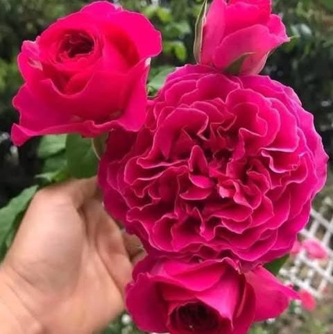 Close-up of a hand holding a vibrant pink rose with a blurred green background