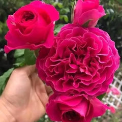 Close-up of a hand holding a vibrant pink rose with a blurred green background