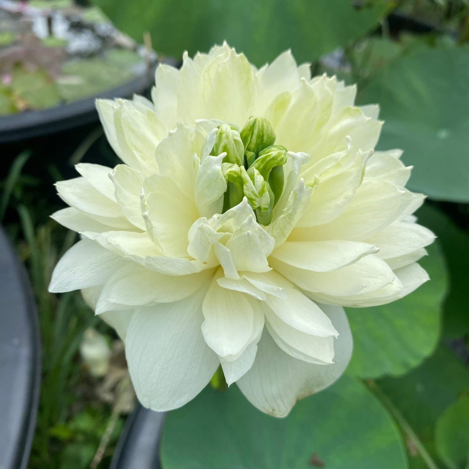 Light yellow flower with green leaves in a natural setting